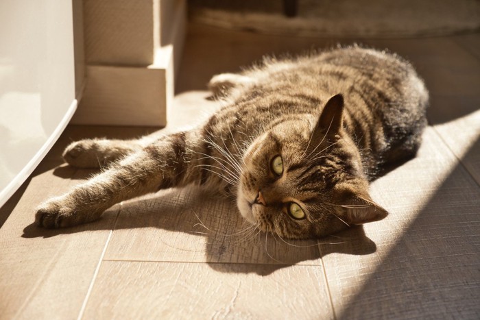 日なたで寝転がる猫