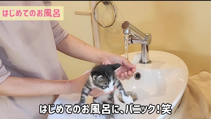 水にパニックになる子猫