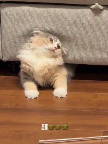 ソファーの下から出てくる猫