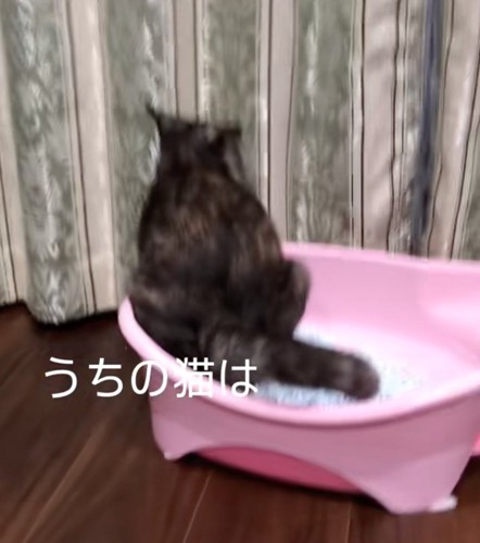 トイレ中の猫の後ろ姿