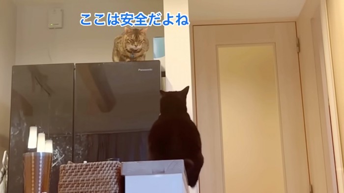 冷蔵庫の上の猫