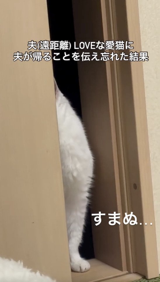 ドアの向こうをみる猫