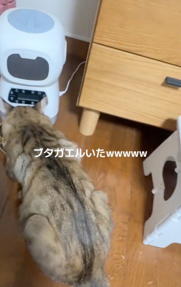 ご飯を食べる猫の背中