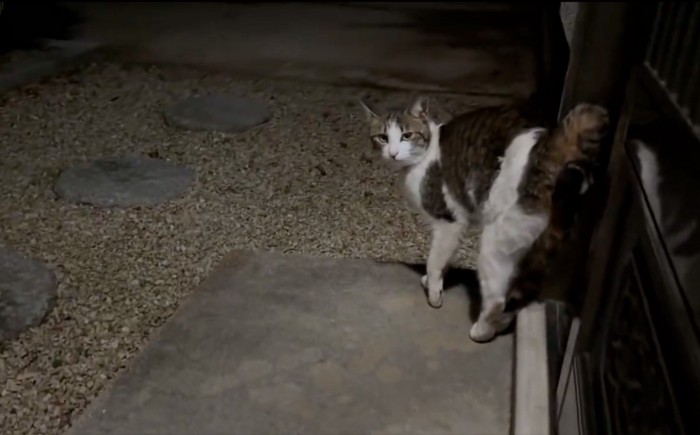 振り返る猫