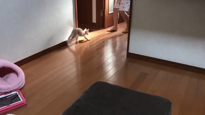 子猫の前を歩く子供