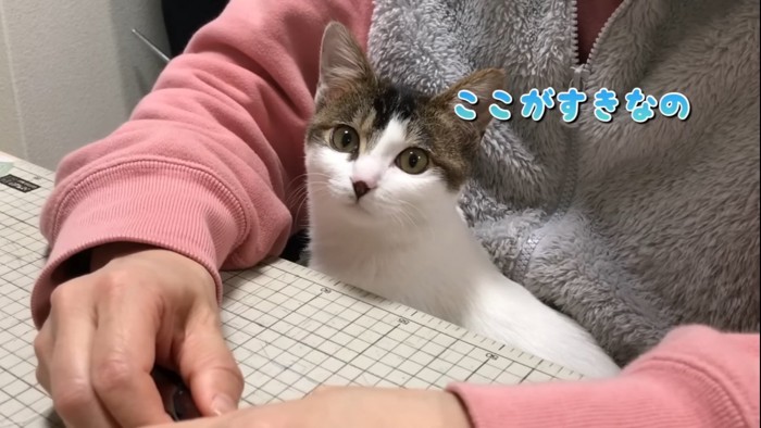 飼い主の腕の中にいる猫