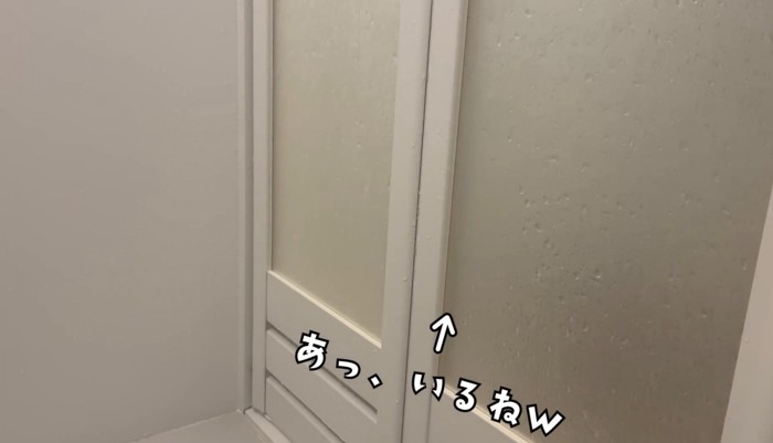 風呂の外にいる猫