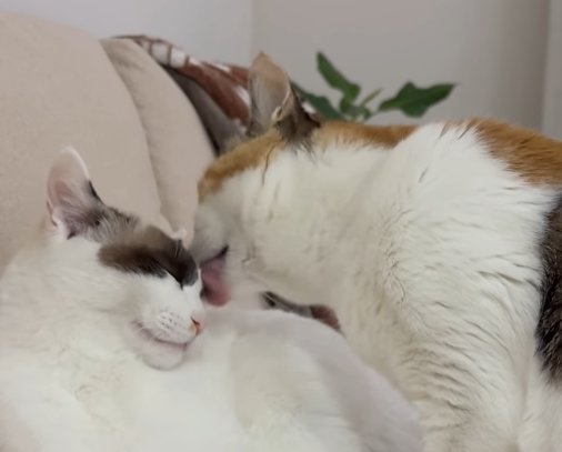 左の猫の顔を舐める右の猫