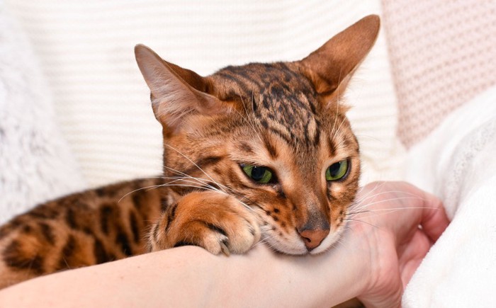 甘噛みしている猫