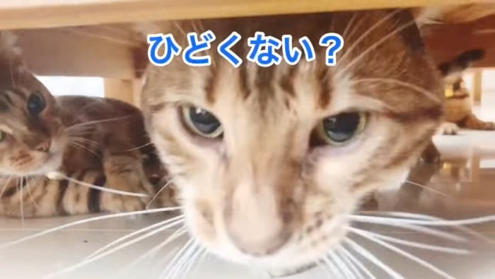 猫の顔のアップ