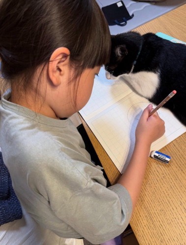 書き物をしている女の子のノートに座る猫