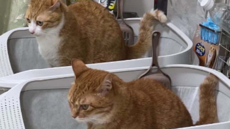 トイレしている猫たち