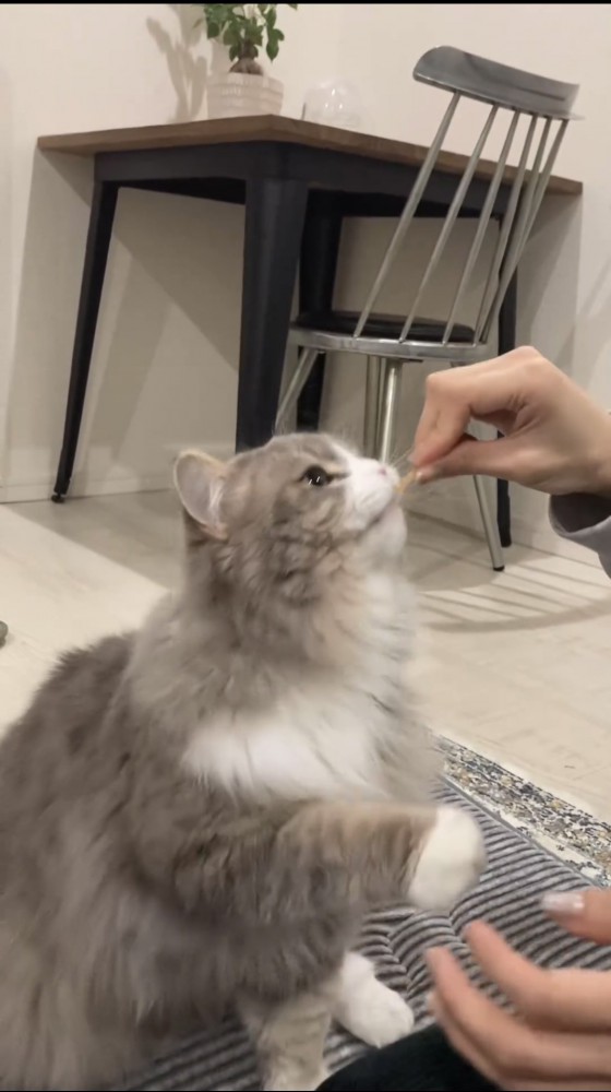 おやつを食べる猫