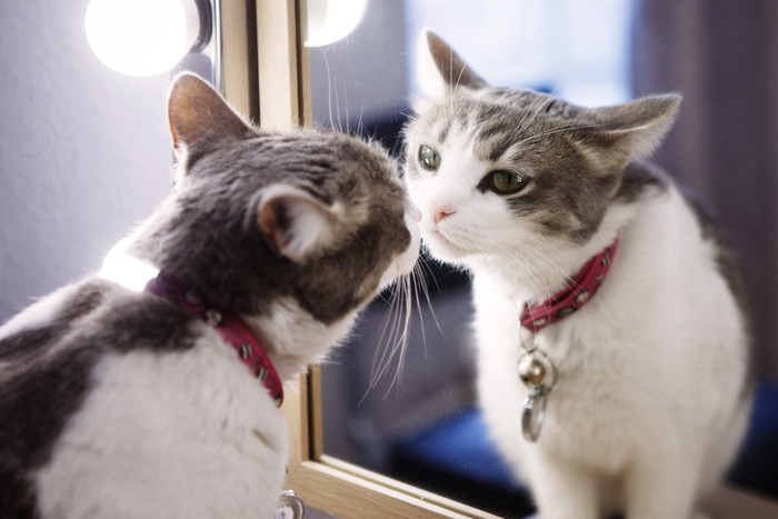 鏡をチェックする首輪をした猫