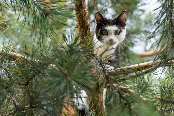 木に登る猫