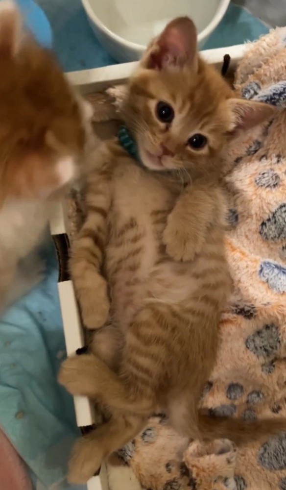 茶トラと茶白猫2