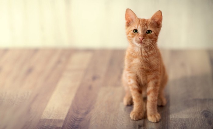 ひとりきりの子猫