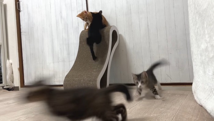 追いかけっこ