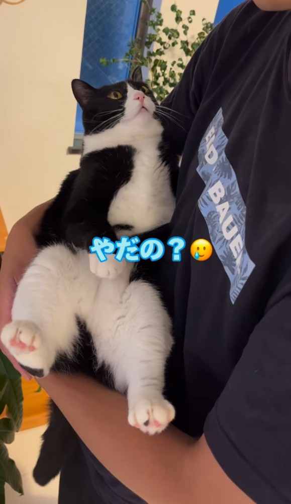 男性に抱っこされる猫「やだの？」の文字