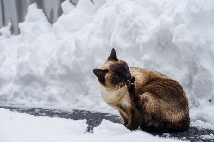 雪の中の猫