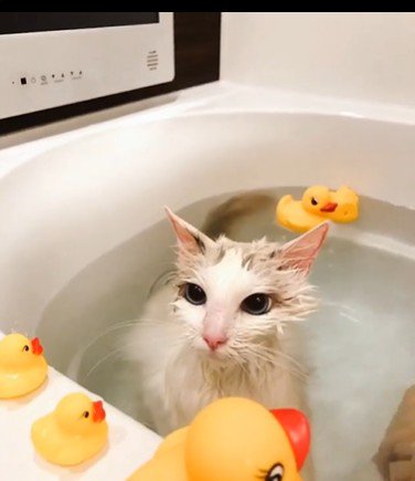 湯船に浸かっている猫