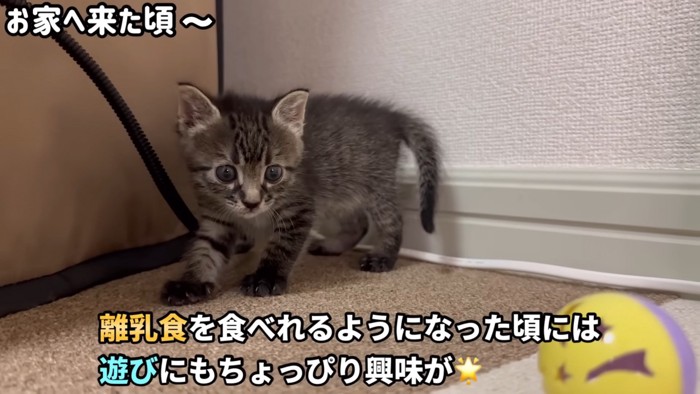テロップ「離乳食を~」