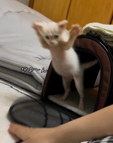 ケースから飛び出る猫