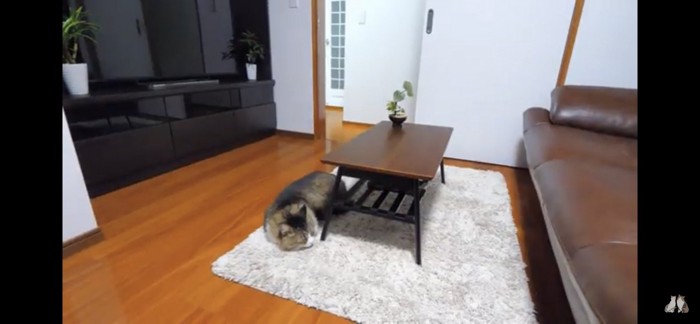 机の下で眠る猫