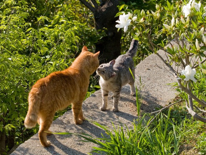 猫と猫でごあいさつ