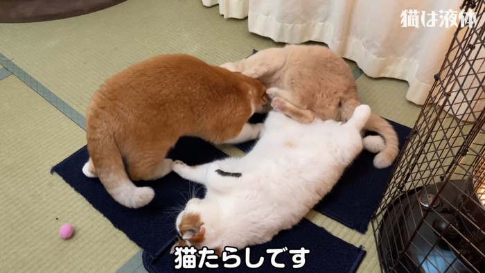 仰向けの白い猫