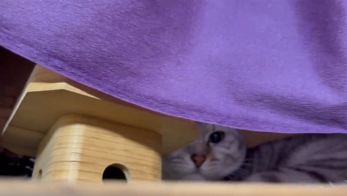 神棚の中にいるサバトラ