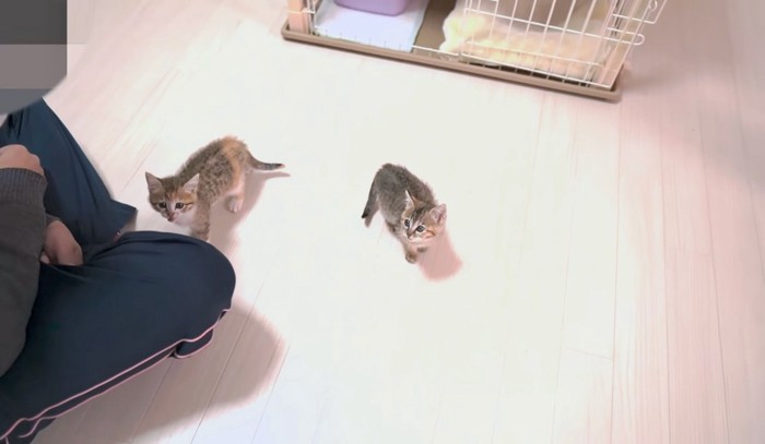 パパさんの元にやって来た子猫たち