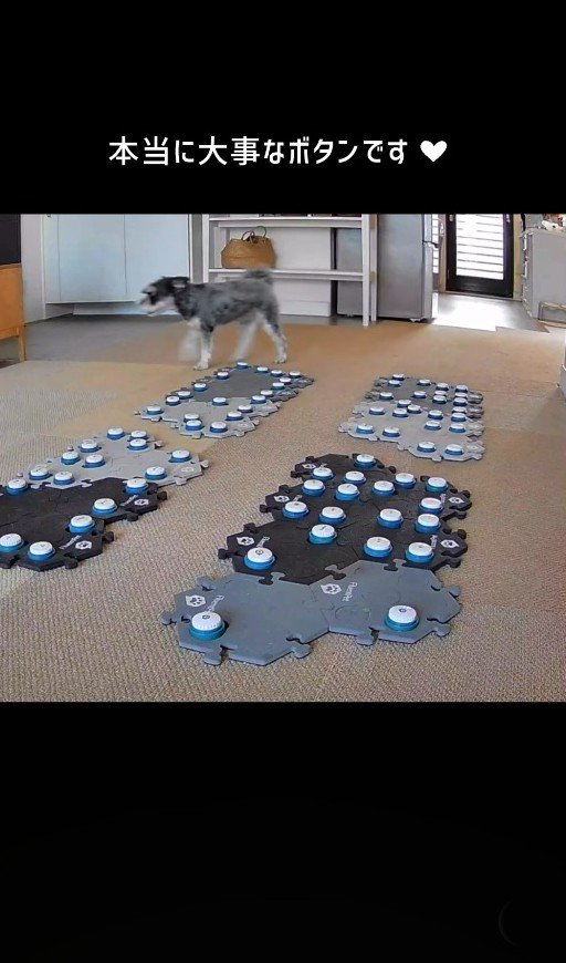 猫の後を追う犬