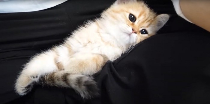 横になる猫