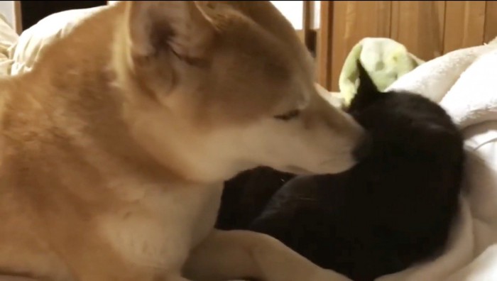 黒猫の頭に鼻を近づける犬