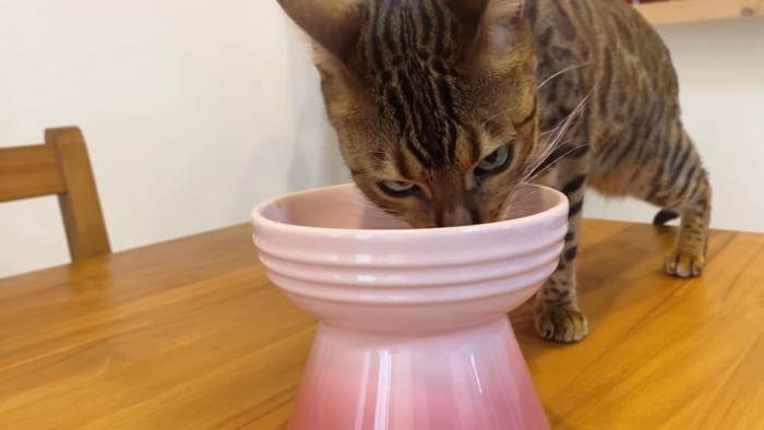 お皿で食事をする猫