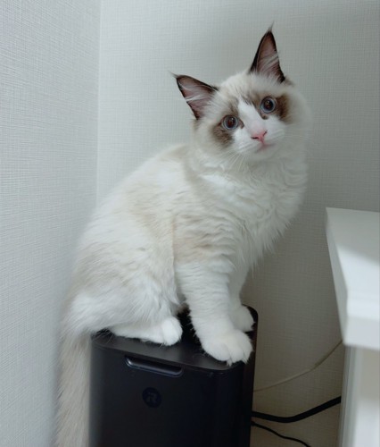 お座りする子猫