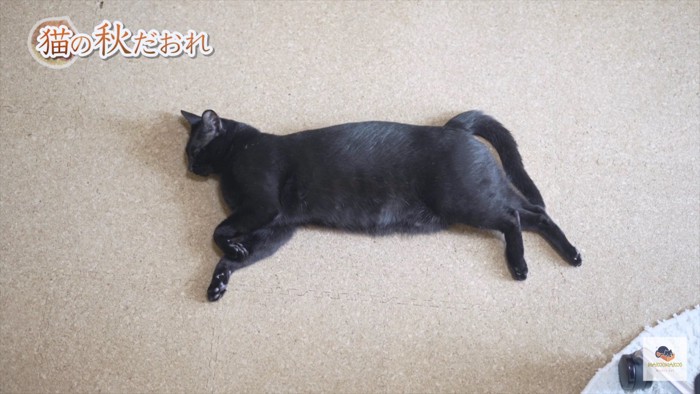 横たわる黒猫俯瞰