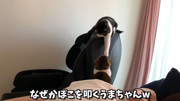 顔を叩く猫と叩かれる猫