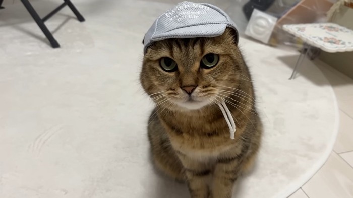 帽子を被ってこちらを見る猫