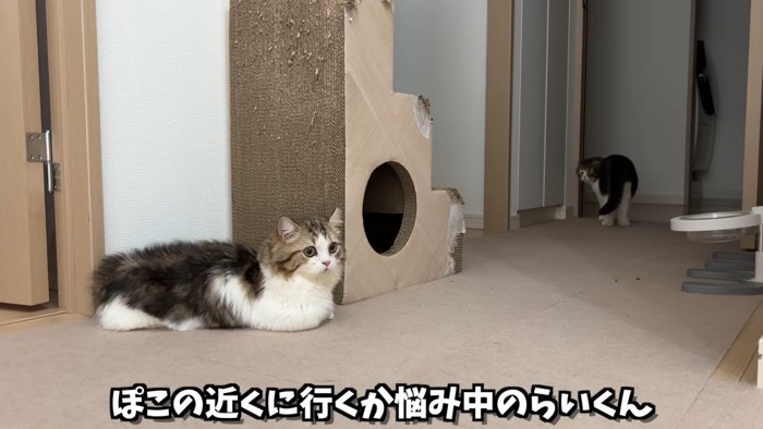 座っている子猫