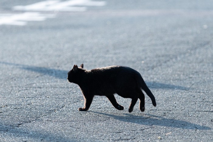 走り出す黒猫