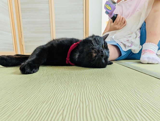 女の子にブラッシングされる黒猫