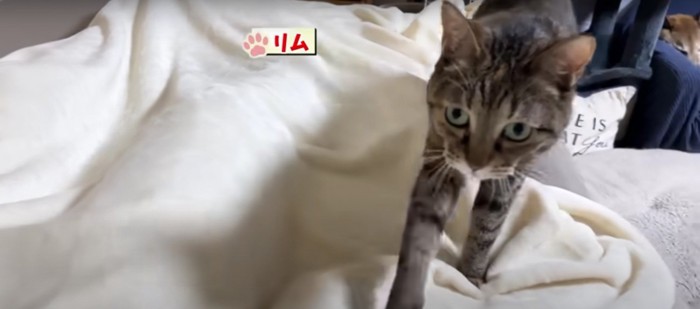 ベッドの上にいる猫