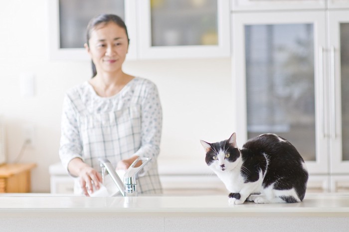 キッチンで飼い主のそばにいる猫