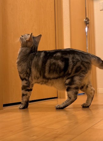 閉まったドアを見上げるジャックくん