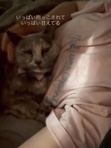 なでられる猫