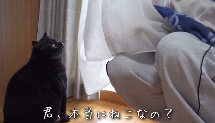 見上げる黒猫