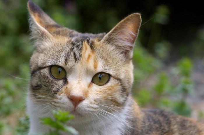 葉っぱと子猫