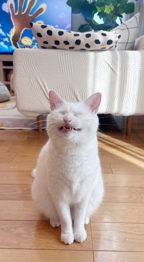 「イー」としている猫